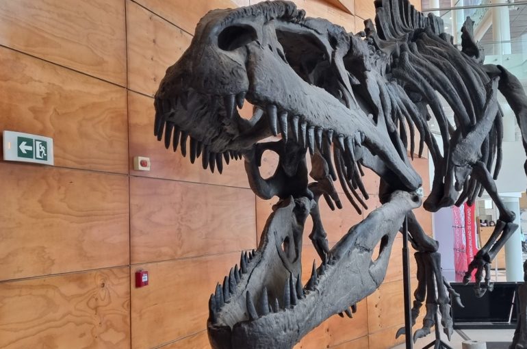 Invitan a establecimientos educacionales a exposición de dinosaurios en Copiapó