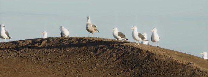 “Nidal”, aplaudido documental sobre las dunas de Concón, llega a cines