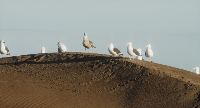 “Nidal”, aplaudido documental sobre las dunas de Concón, llega a cines