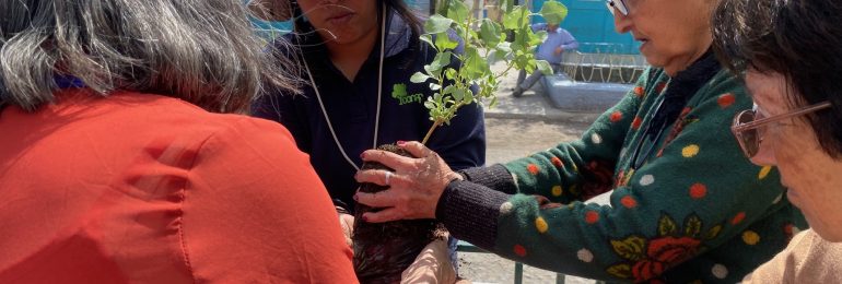 Plantan especies árboreas en Tocopilla mediante iniciativa “Árboles por la Memoria”