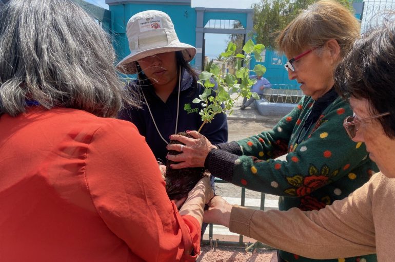 Plantan especies árboreas en Tocopilla mediante iniciativa “Árboles por la Memoria”