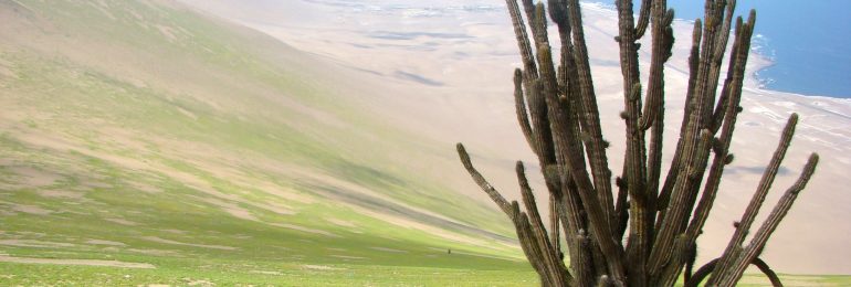 Oasis de niebla Punta Gruesa es oficialmente Santuario de la Naturaleza