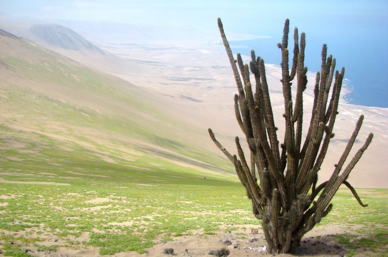 Oasis de niebla Punta Gruesa es oficialmente Santuario de la Naturaleza