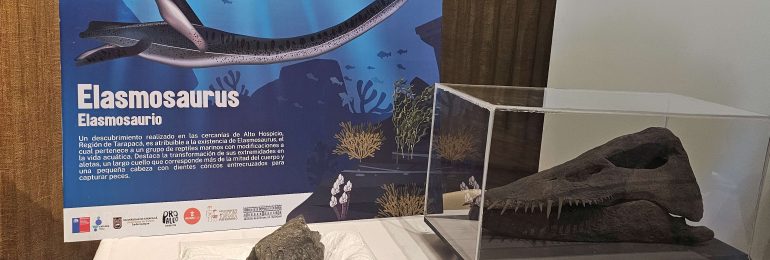 Hallan fósil de mandíbula de elasmosaurio que tendría más de 70 millones de años