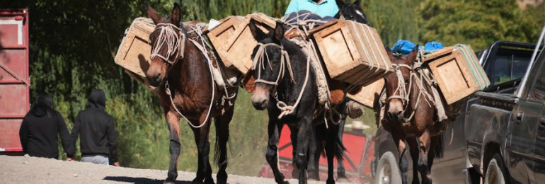Trashumancia y tradición: comunidad de Carrizal en Rio Grande celebra 1ra versión de su Fiesta del Criancero
