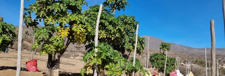 La Serena impulsa el reconocimiento oficial de su tradicional papaya