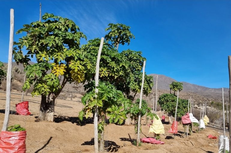 La Serena impulsa el reconocimiento oficial de su tradicional papaya
